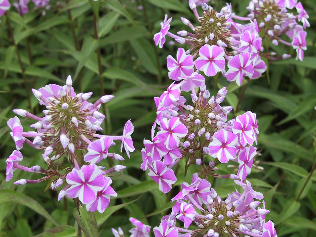 Phlox maculata Natascha 01.jpg